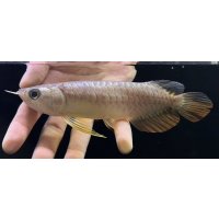 紅尾金龍　FOREVER Arowana Aquaculture(5）