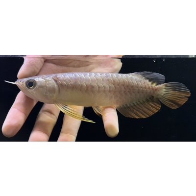 画像1: 紅尾金龍　FOREVER Arowana Aquaculture(5）