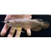 画像1: 紅尾金龍　FOREVER Arowana Aquaculture(5） (1)