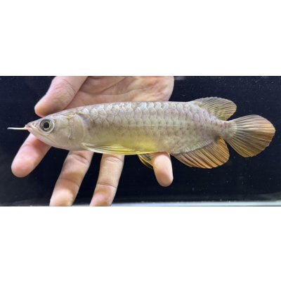 画像1: 紅尾金龍　FOREVER Arowana Aquaculture(2）
