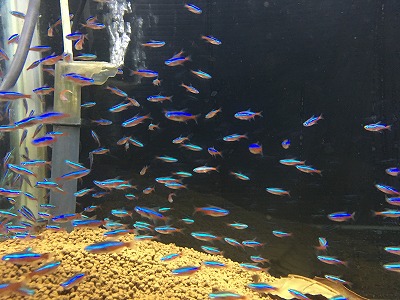 レイアウト水槽用の小魚として人気のあるネオンテトラ カージナルテトラ