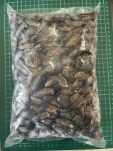 画像: 冷凍デュビア１kg　成虫サイズ（約1000匹）