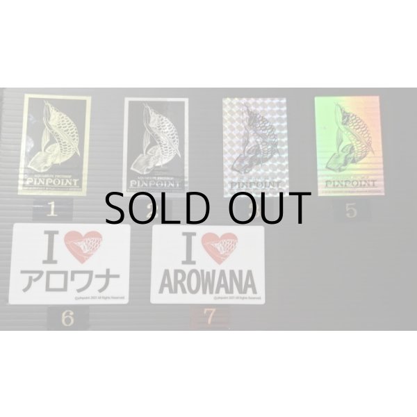 画像7: 過背金龍レディアンスゴールド　FOREVER ArowanaAquaculture(3) (7)