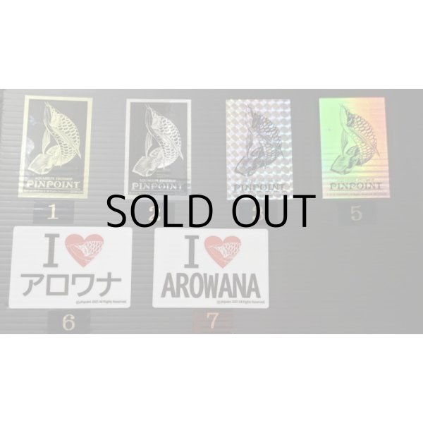 画像7: アルビノ過背金龍　FOREVER ArowanaAquaculture(6)　 (7)