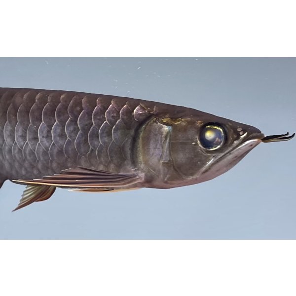 画像4: 過背金龍　黒化個体　FOREVER ArowanaAquaculture (4)