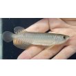 画像1: 高背金龍　FOREVER Arowana Aquaculture(1) (1)