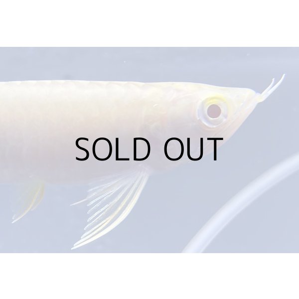 画像4: アルビノ過背金龍　FOREVER ArowanaAquaculture(6)　 (4)