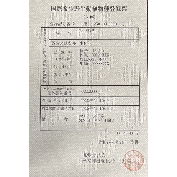 画像6: アルビノ過背金龍 FOREVER ArowanaAquaculture(3)  (6)