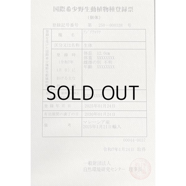 画像6: アルビノ過背金龍　FOREVER ArowanaAquaculture(3)　 (6)