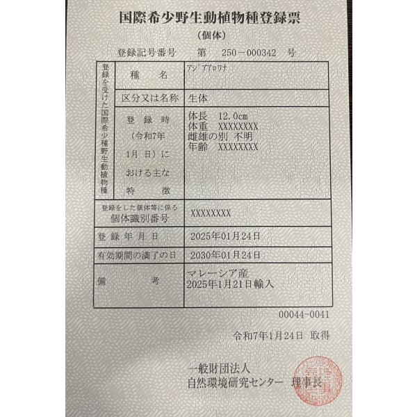 画像6: アルビノ過背金龍 FOREVER ArowanaAquaculture(5)  (6)