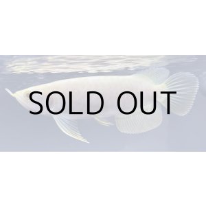 画像: アルビノ過背金龍　FOREVER ArowanaAquaculture(3)　