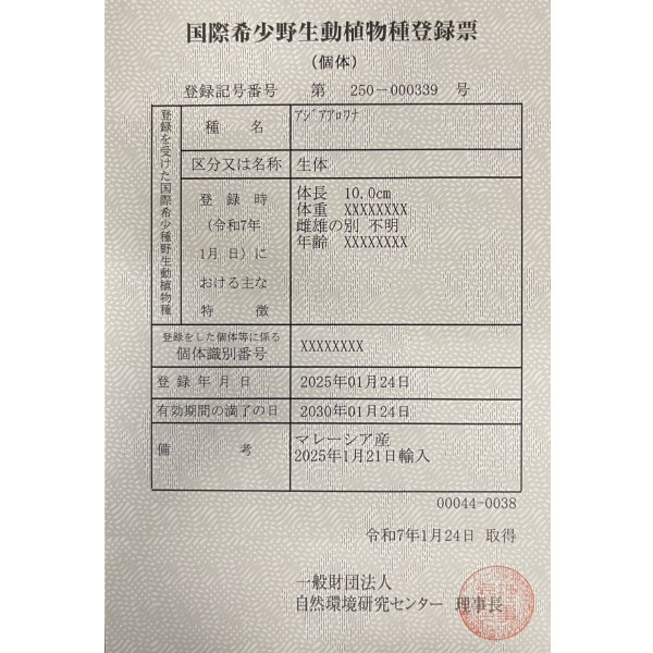 画像6: アルビノ過背金龍 FOREVER ArowanaAquaculture(6)  (6)