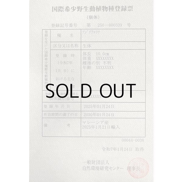 画像6: アルビノ過背金龍　FOREVER ArowanaAquaculture(6)　 (6)