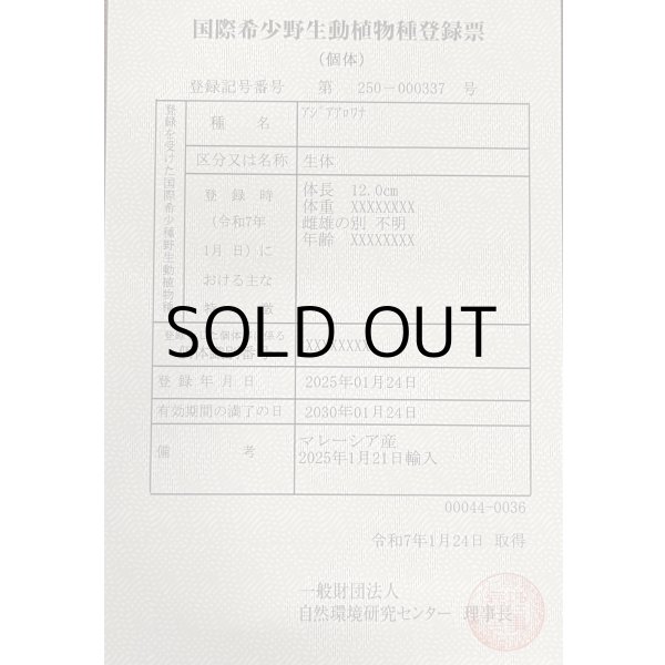 画像6: アルビノ過背金龍　FOREVER ArowanaAquaculture(1)　 (6)