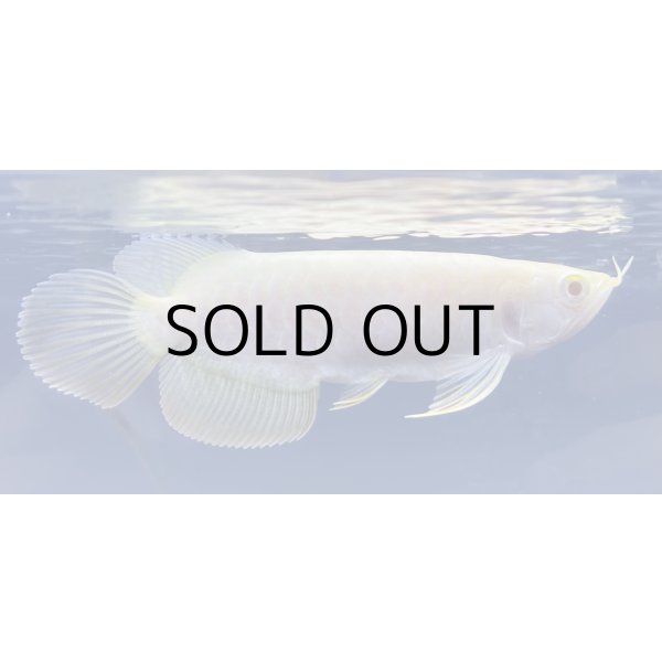 画像2: アルビノ過背金龍　FOREVER ArowanaAquaculture(3)　 (2)