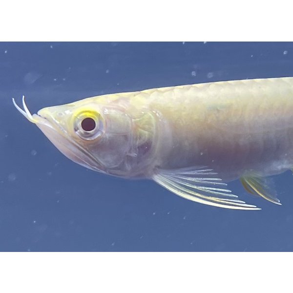 画像3: アルビノ過背金龍 FOREVER ArowanaAquaculture(6)  (3)