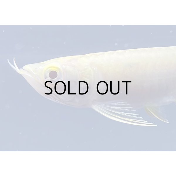 画像3: アルビノ過背金龍　FOREVER ArowanaAquaculture(6)　 (3)