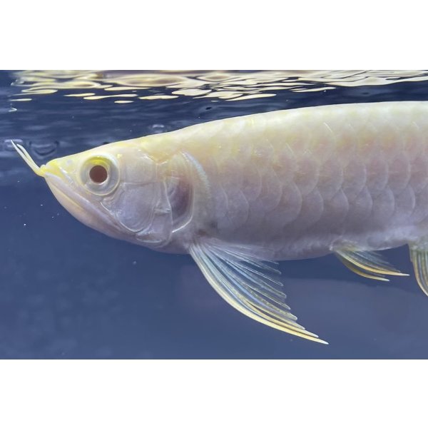 画像3: アルビノ過背金龍 FOREVER ArowanaAquaculture(3)  (3)