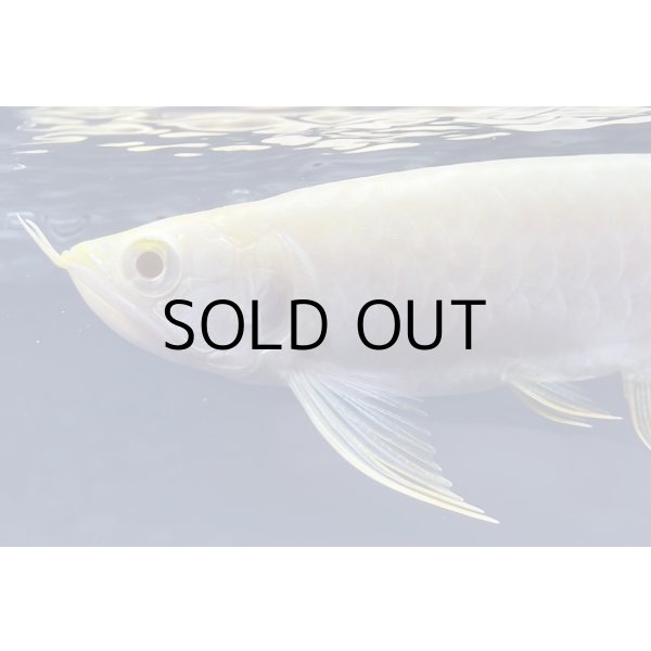 画像3: アルビノ過背金龍　FOREVER ArowanaAquaculture(3)　 (3)