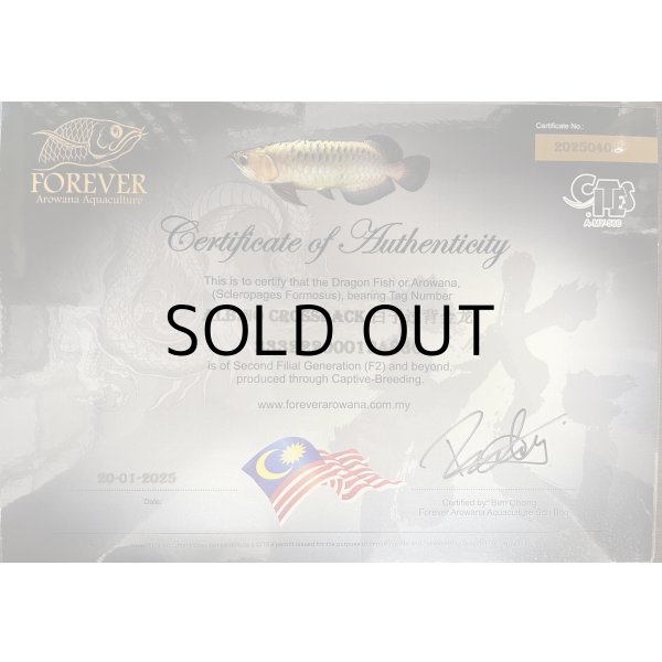 画像5: アルビノ過背金龍　FOREVER ArowanaAquaculture(1)　 (5)