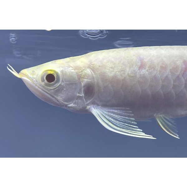 画像4: アルビノ過背金龍 FOREVER ArowanaAquaculture(5)  (4)