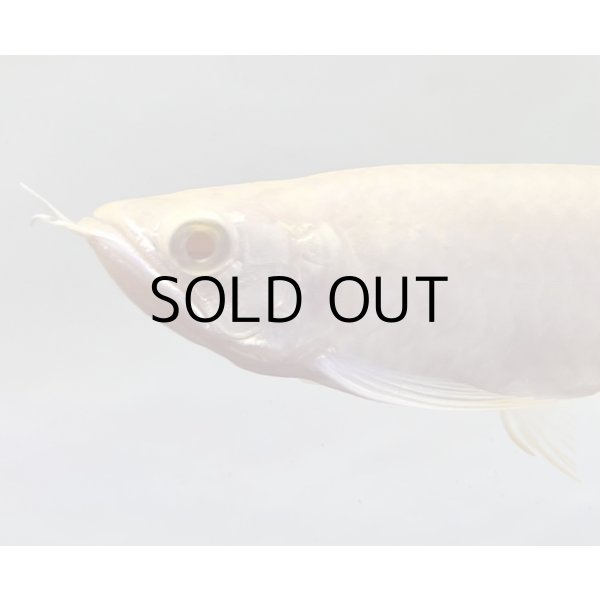 画像4: アルビノ過背金龍　FOREVER ArowanaAquaculture(1)　 (4)