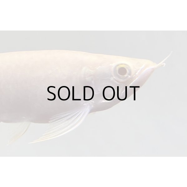 画像3: アルビノ過背金龍　FOREVER ArowanaAquaculture(1)　 (3)