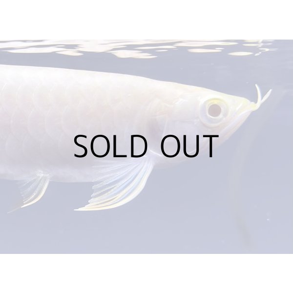 画像4: アルビノ過背金龍　FOREVER ArowanaAquaculture(3)　 (4)