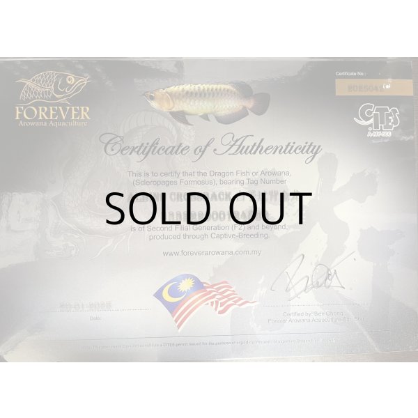 画像5: アルビノ過背金龍　FOREVER ArowanaAquaculture(6)　 (5)