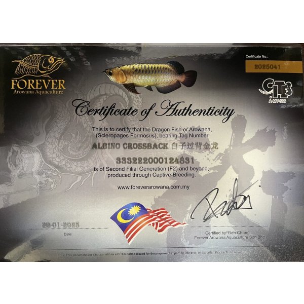 画像5: アルビノ過背金龍 FOREVER ArowanaAquaculture(3)  (5)