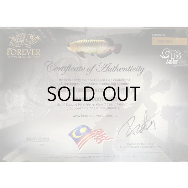 画像5: アルビノ過背金龍　FOREVER ArowanaAquaculture(3)　 (5)