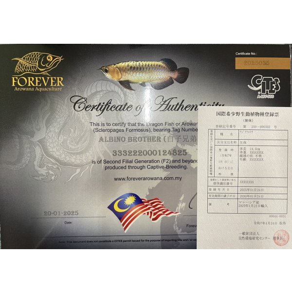 画像11: アルビノブラザーズ　過背金龍　FOREVER ArowanaAquaculture【傷、状態の良い個体からセレクト】 (11)