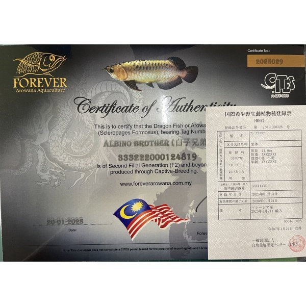 画像5: アルビノブラザーズ　過背金龍　FOREVER ArowanaAquaculture【傷、状態の良い個体からセレクト】 (5)