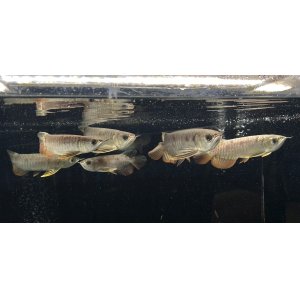画像: アルビノブラザーズ　過背金龍　FOREVER ArowanaAquaculture【傷、状態の良い個体からセレクト】