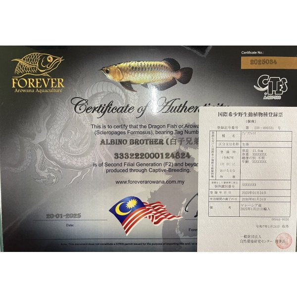 画像10: アルビノブラザーズ　過背金龍　FOREVER ArowanaAquaculture【傷、状態の良い個体からセレクト】 (10)