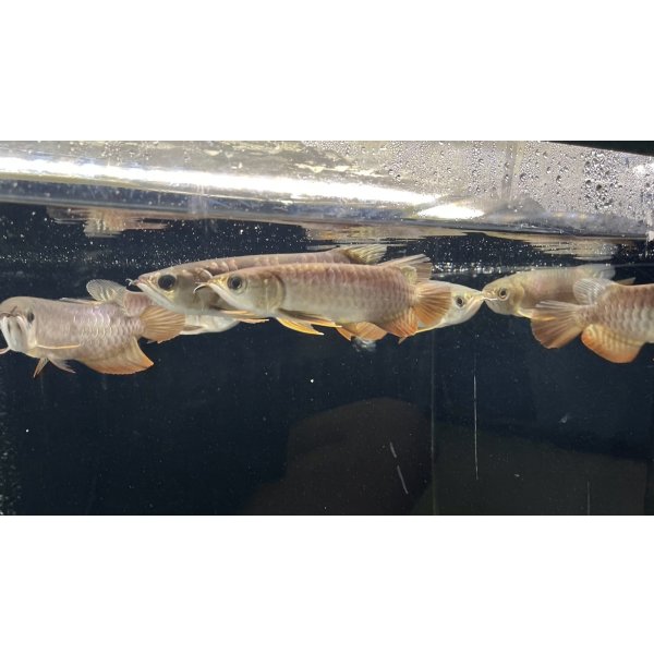 画像3: アルビノブラザーズ　過背金龍　FOREVER ArowanaAquaculture【傷、状態の良い個体からセレクト】 (3)