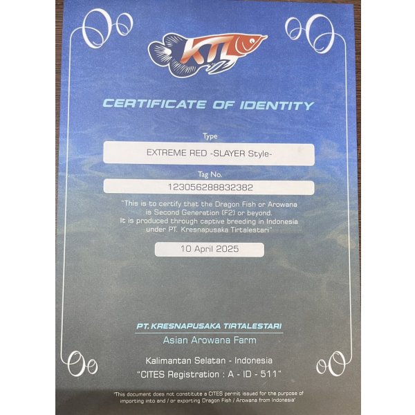 画像5: 紅龍　EXTREME RED -SLAYER Style-(20cm±）【1】 (5)