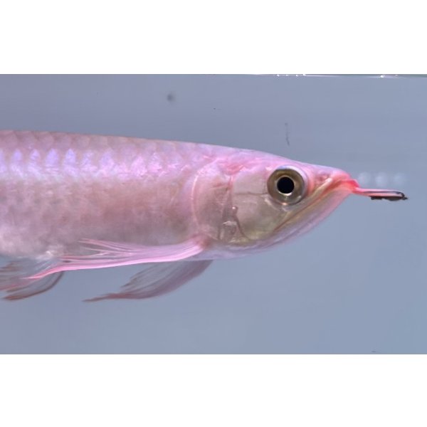 紅龍 EXTREME RED -SLAYER Style-(20cm±）【2】 - アロワナ