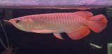 画像: 紅龍　EXTREME RED (20cm±）【1】
