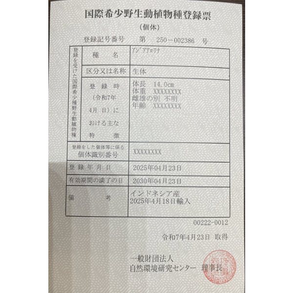 画像6: 紅龍　EXTREME RED -SLAYER Style-(20cm±）【1】 (6)