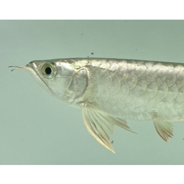 画像3: 過背金龍　FOREVER ArowanaAquaculture(5) (3)