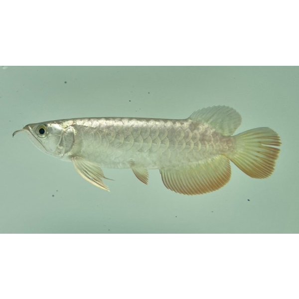 画像1: 過背金龍　FOREVER ArowanaAquaculture(9) (1)