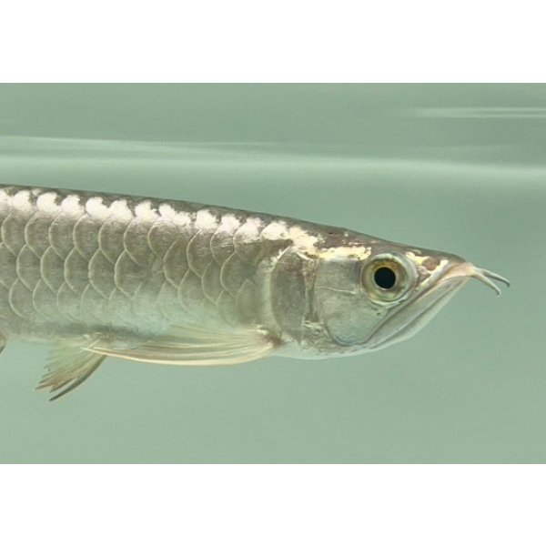 画像4: 過背金龍　FOREVER ArowanaAquaculture(6) (4)