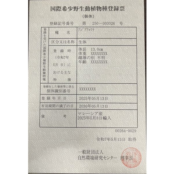 画像6: 過背金龍　FOREVER ArowanaAquaculture(5) (6)