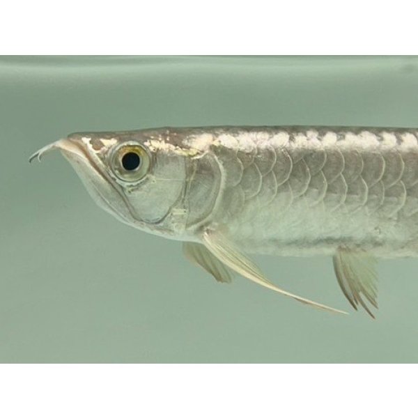 画像3: 過背金龍　FOREVER ArowanaAquaculture(6) (3)