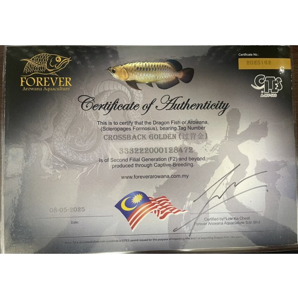 画像5: 過背金龍　FOREVER ArowanaAquaculture(6) (5)
