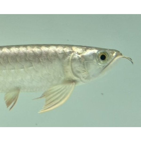 画像4: 過背金龍　FOREVER ArowanaAquaculture(5) (4)