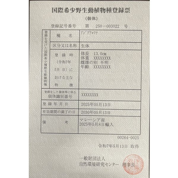 画像6: 過背金龍　FOREVER ArowanaAquaculture(6) (6)