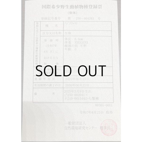 画像3: 過背金龍　ピンポイント国内繁殖個体(1) (3)