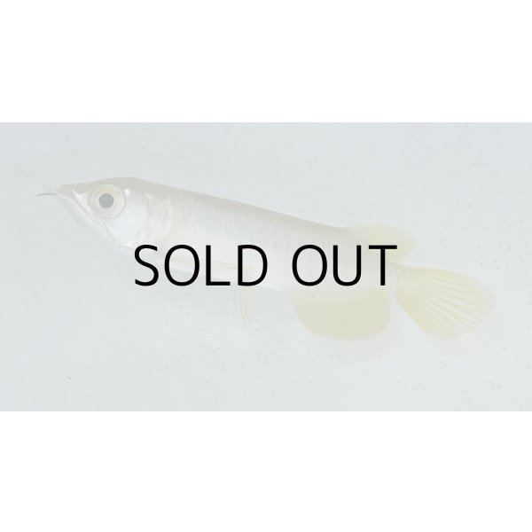 画像2: 過背金龍　ピンポイント国内繁殖個体(5) (2)